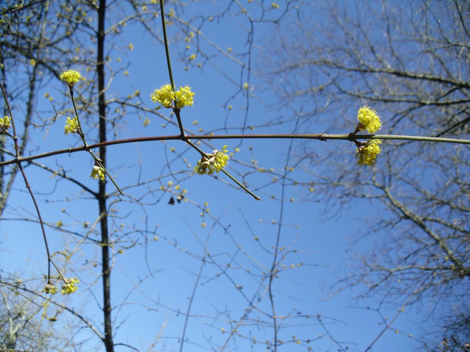 Fiorellini gialli sul ramo: Cornus mas L.